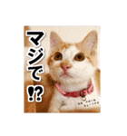 猫のち犬ときどき人（個別スタンプ：31）