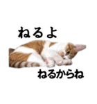 猫のち犬ときどき人（個別スタンプ：33）