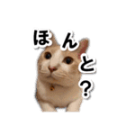 猫のち犬ときどき人（個別スタンプ：34）