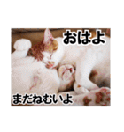 猫のち犬ときどき人（個別スタンプ：36）