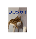 零音くんのスタンプ（個別スタンプ：8）