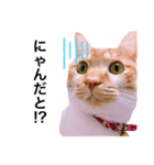 せるとてるだよ（個別スタンプ：7）