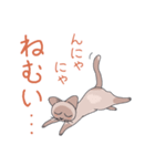 猫と暮らす。（個別スタンプ：5）