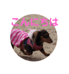 冬のあいさつ（個別スタンプ：5）