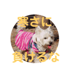 冬のあいさつ（個別スタンプ：10）