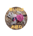冬のあいさつ（個別スタンプ：12）