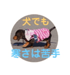 冬のあいさつ（個別スタンプ：13）