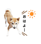 柴犬 すたんぷ part2（個別スタンプ：1）