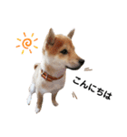 柴犬 すたんぷ part2（個別スタンプ：2）