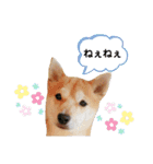 柴犬 すたんぷ part2（個別スタンプ：3）