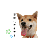 柴犬 すたんぷ part2（個別スタンプ：4）