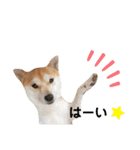 柴犬 すたんぷ part2（個別スタンプ：5）