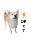 柴犬 すたんぷ part2（個別スタンプ：6）