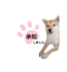 柴犬 すたんぷ part2（個別スタンプ：8）