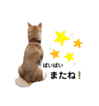 柴犬 すたんぷ part2（個別スタンプ：9）