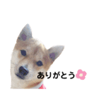 柴犬 すたんぷ part2（個別スタンプ：10）