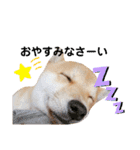 柴犬 すたんぷ part2（個別スタンプ：11）
