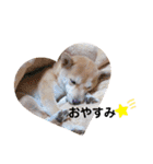 柴犬 すたんぷ part2（個別スタンプ：12）