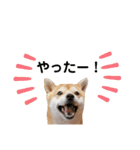 柴犬 すたんぷ part2（個別スタンプ：14）