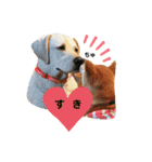 柴犬 すたんぷ part2（個別スタンプ：15）