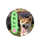 柴犬 すたんぷ part2（個別スタンプ：16）