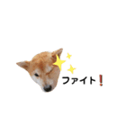 柴犬 すたんぷ part2（個別スタンプ：17）