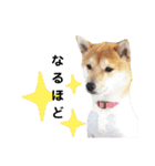 柴犬 すたんぷ part2（個別スタンプ：18）