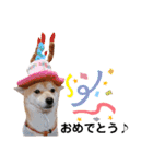 柴犬 すたんぷ part2（個別スタンプ：21）