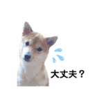 柴犬 すたんぷ part2（個別スタンプ：23）