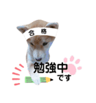 柴犬 すたんぷ part2（個別スタンプ：25）