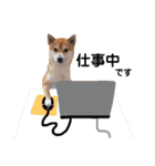 柴犬 すたんぷ part2（個別スタンプ：26）