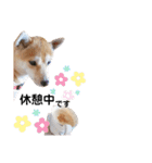 柴犬 すたんぷ part2（個別スタンプ：27）