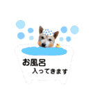 柴犬 すたんぷ part2（個別スタンプ：28）