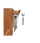 柴犬 すたんぷ part2（個別スタンプ：29）
