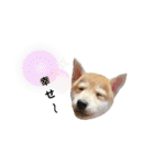 柴犬 すたんぷ part2（個別スタンプ：31）