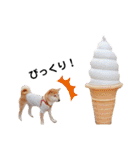 柴犬 すたんぷ part2（個別スタンプ：34）