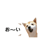 柴犬 すたんぷ part2（個別スタンプ：35）