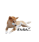 柴犬 すたんぷ part2（個別スタンプ：37）