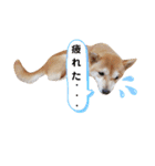 柴犬 すたんぷ part2（個別スタンプ：39）