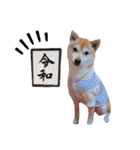 柴犬 すたんぷ part2（個別スタンプ：40）