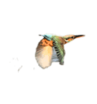 カワセミ 実写（個別スタンプ：3）