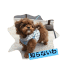 チョコ❶（個別スタンプ：1）