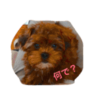 チョコ❶（個別スタンプ：2）