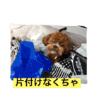 チョコ❶（個別スタンプ：3）
