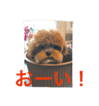 チョコ❶（個別スタンプ：5）