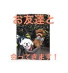 チョコ❶（個別スタンプ：8）