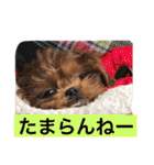 チョコ❶（個別スタンプ：9）