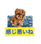 チョコ❶（個別スタンプ：10）