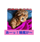 チョコ❶（個別スタンプ：18）