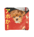 チョコ❶（個別スタンプ：20）